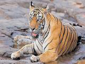tigress 